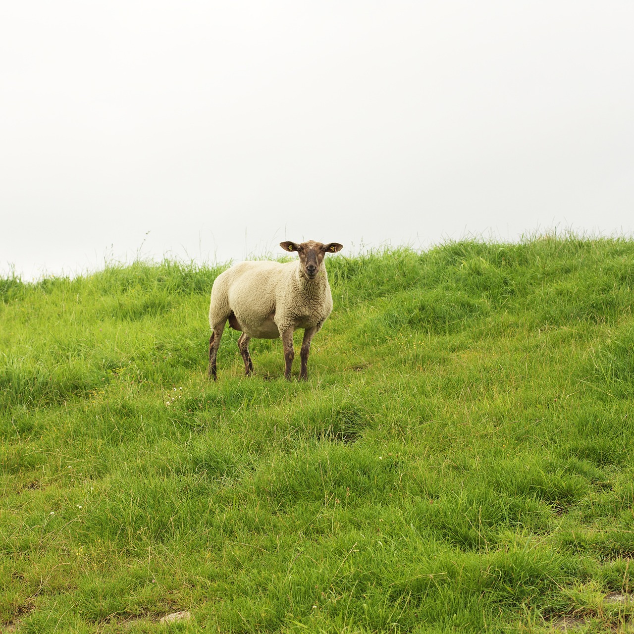 sheep pet livestock free photo