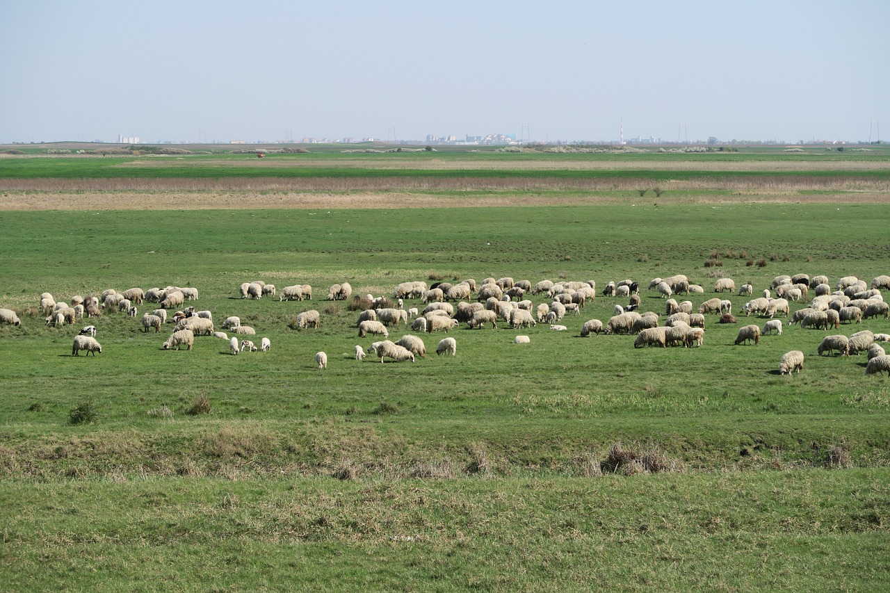 sheep pasture landscape free photo