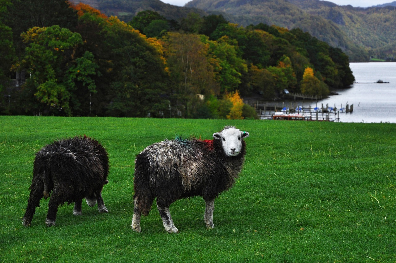 sheep england cumbria free photo