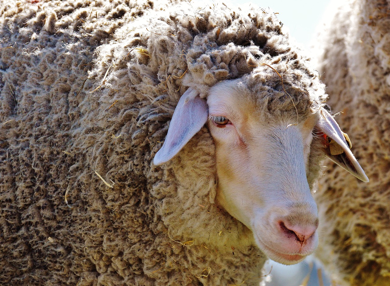 sheep wool animal free photo