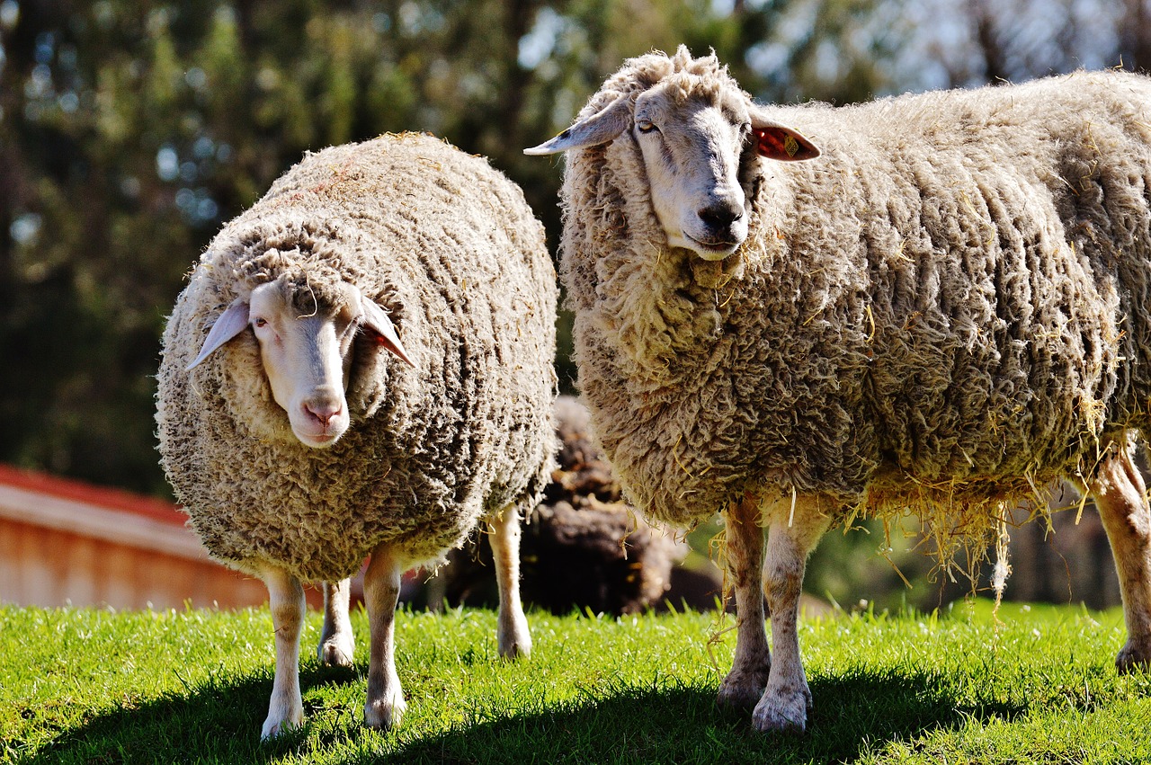 sheep wool animal free photo