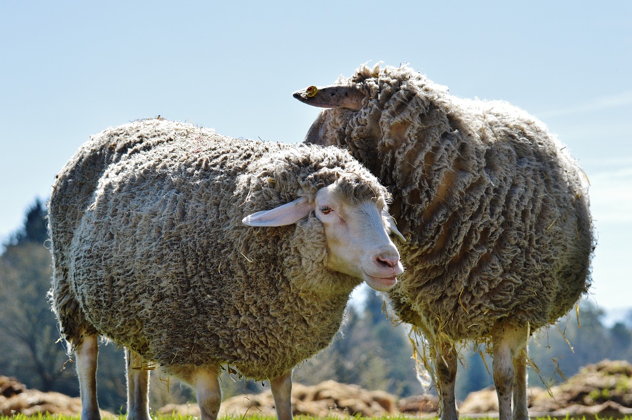 sheep wool animal free photo