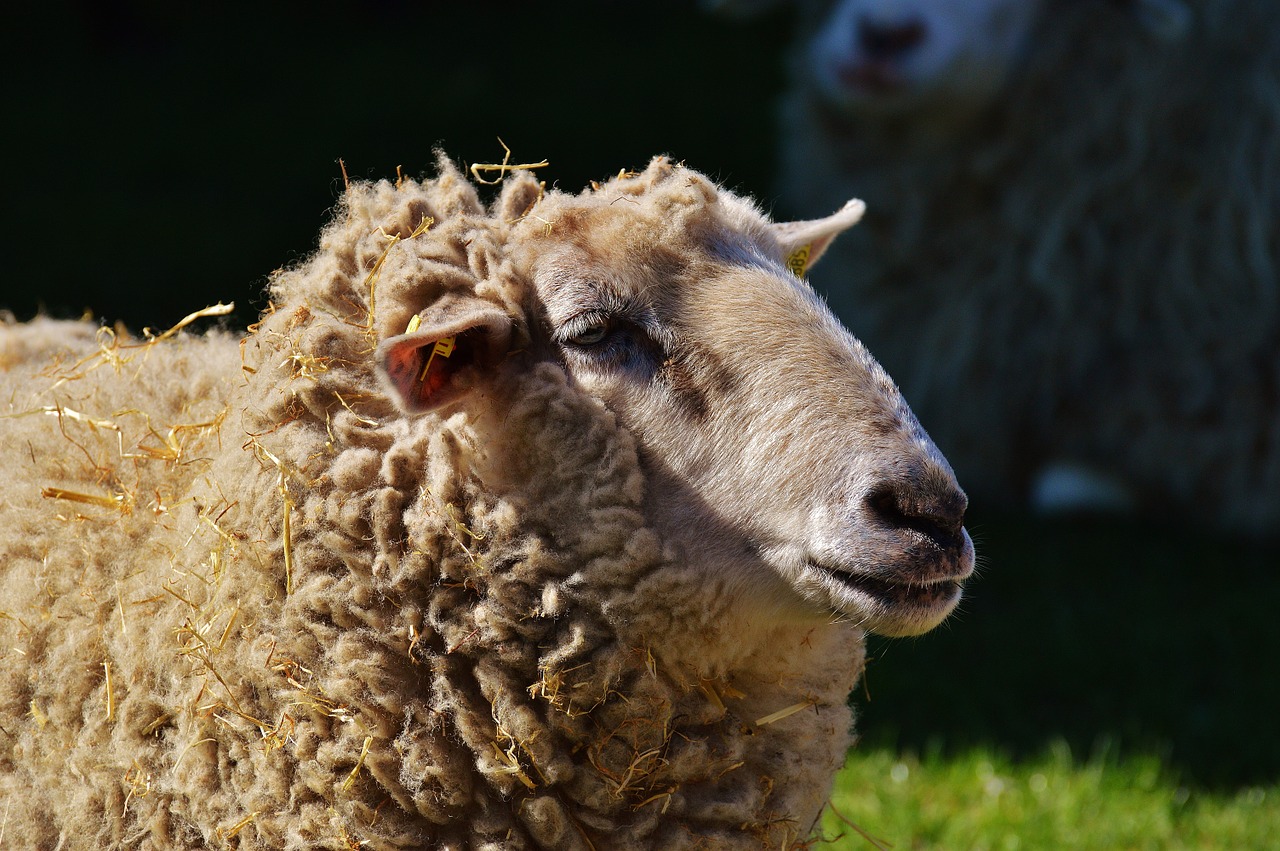 sheep wool animal free photo