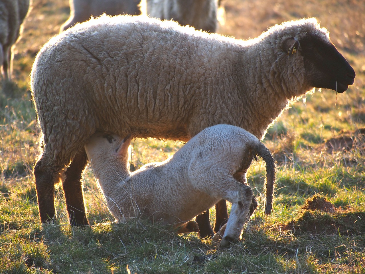 sheep lamb meadow free photo