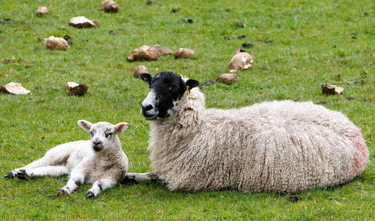 sheep lamb ewe free photo