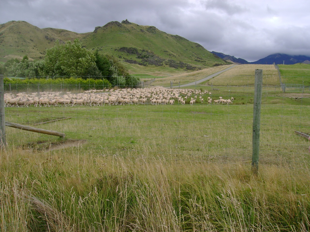 sheep new zealand new free photo