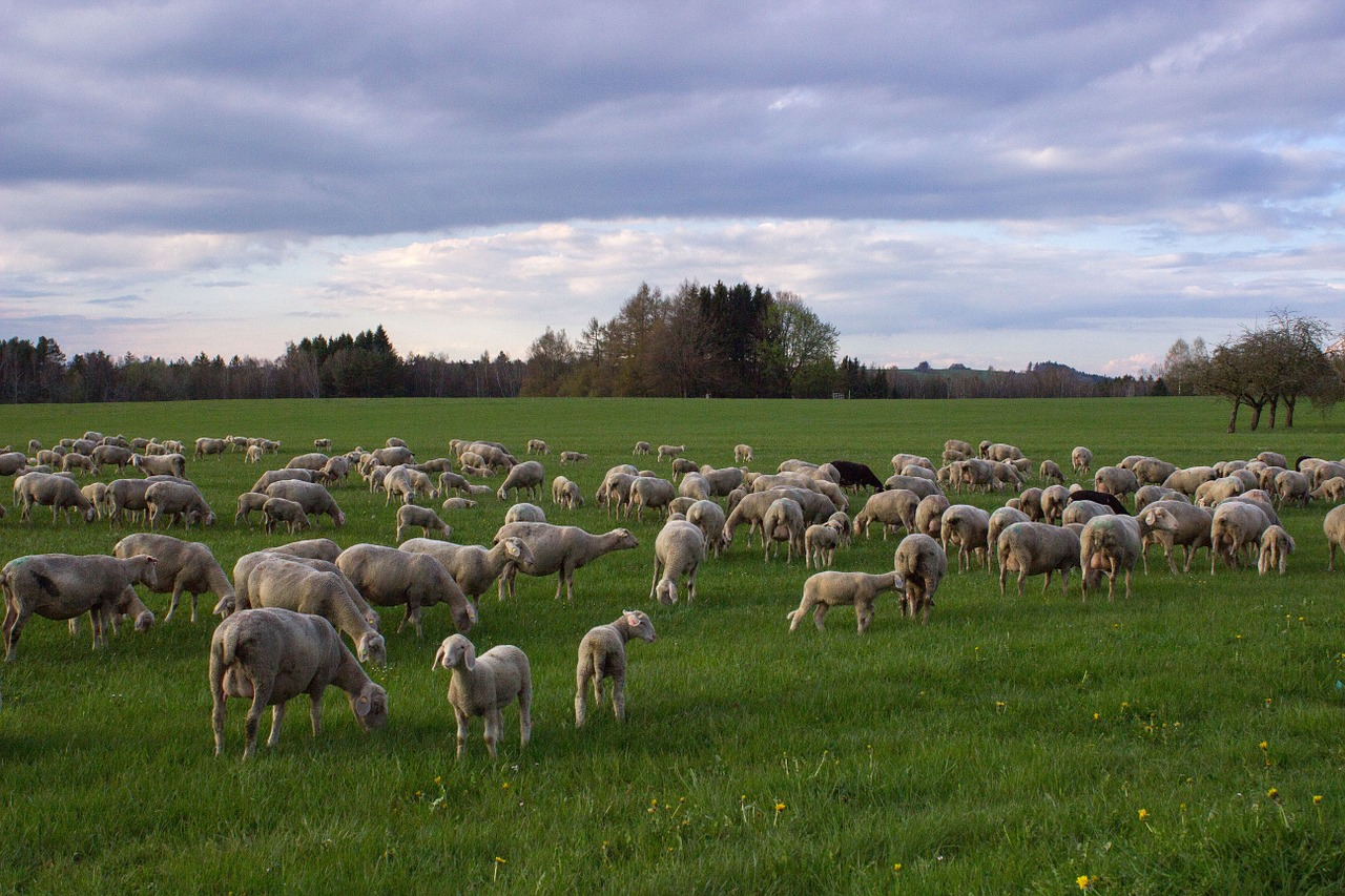 sheep meadow landscape free photo