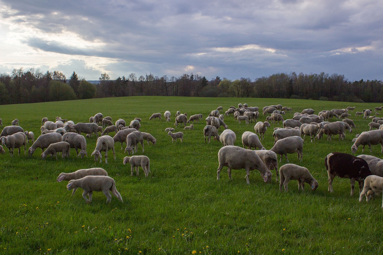 sheep pasture flock free photo