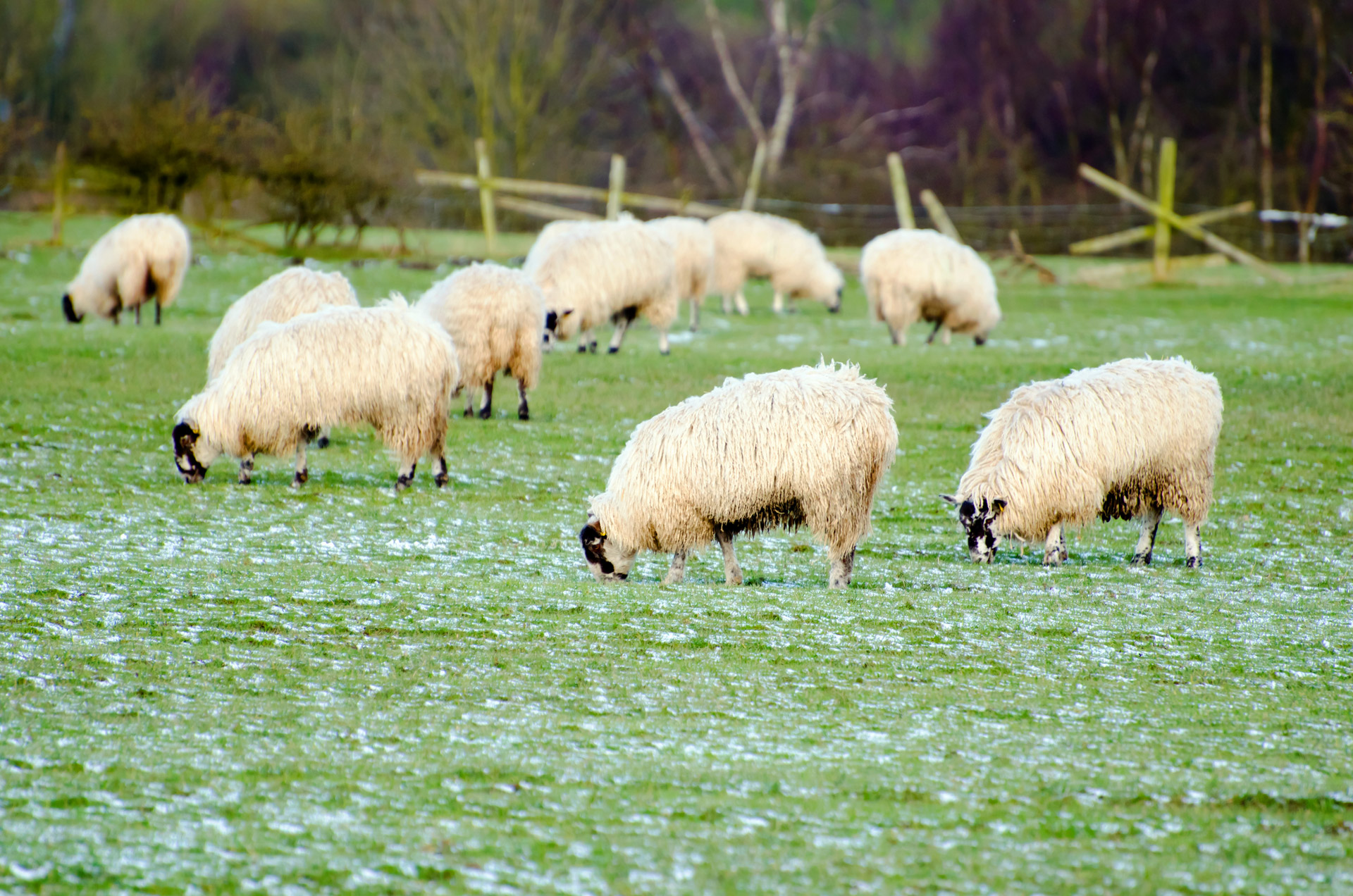 sheep farm farming free photo
