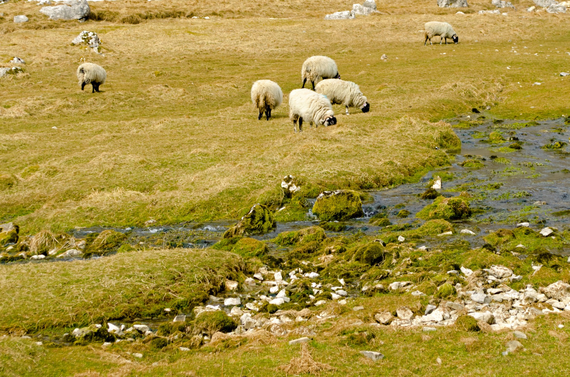 sheep farm farming free photo