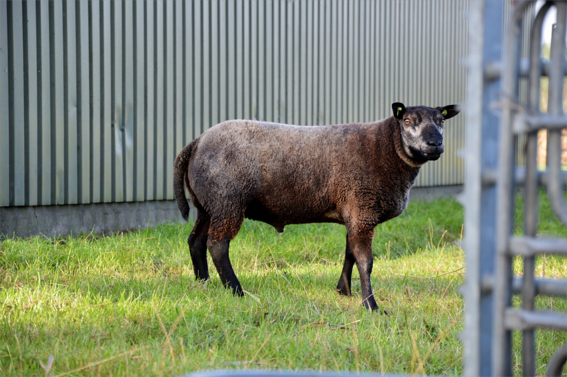 sheep farm cattle free photo