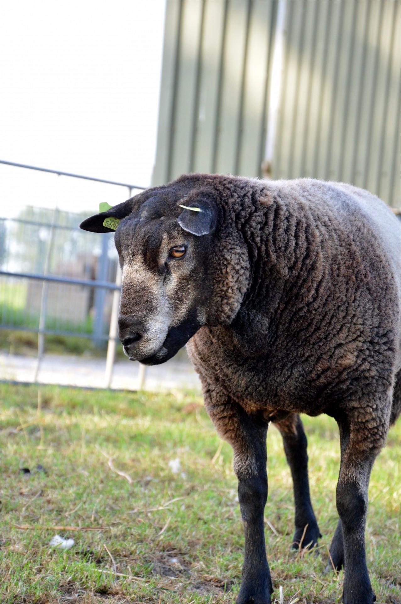 sheep farm cattle free photo