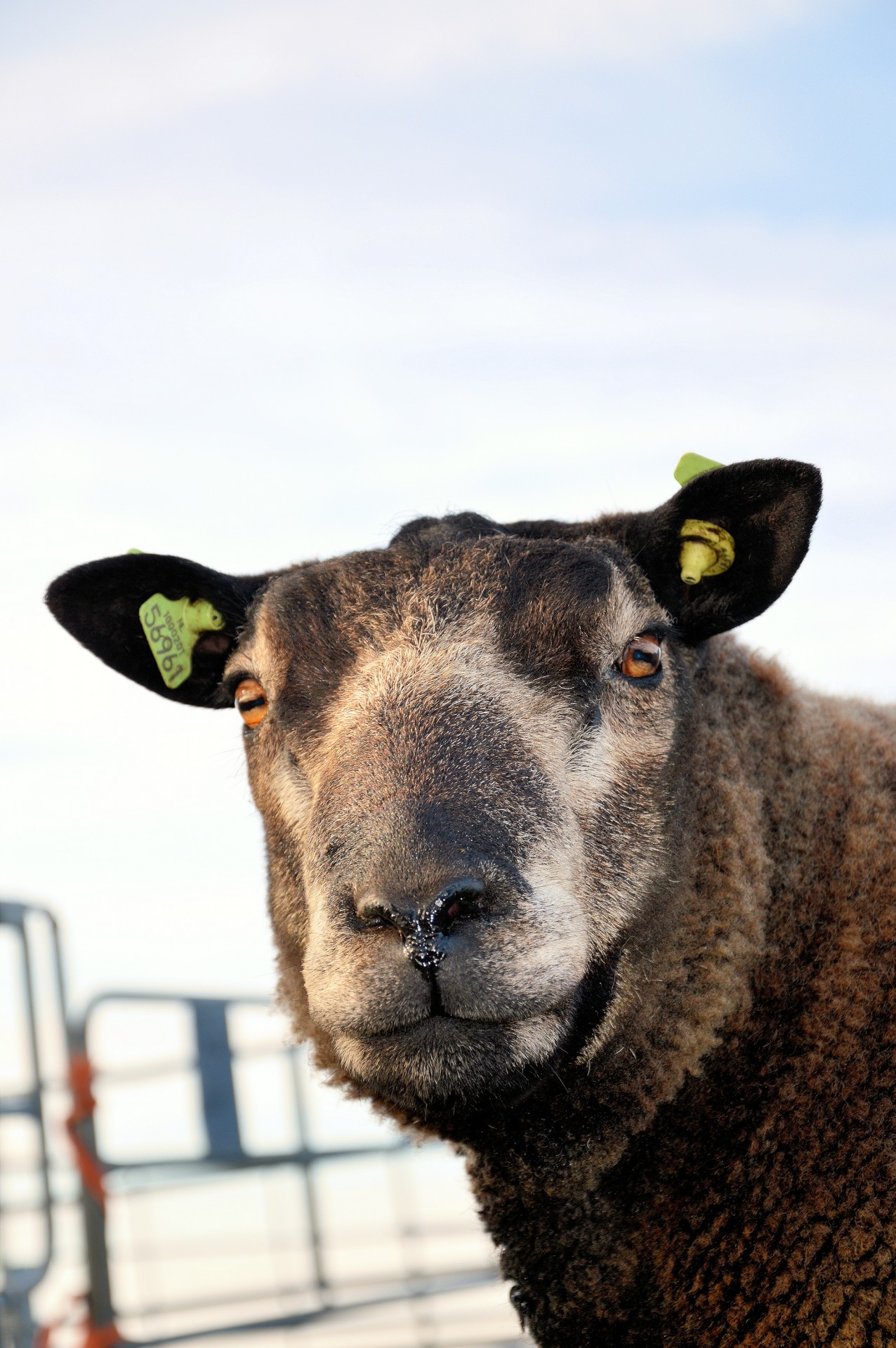 sheep farm cattle free photo