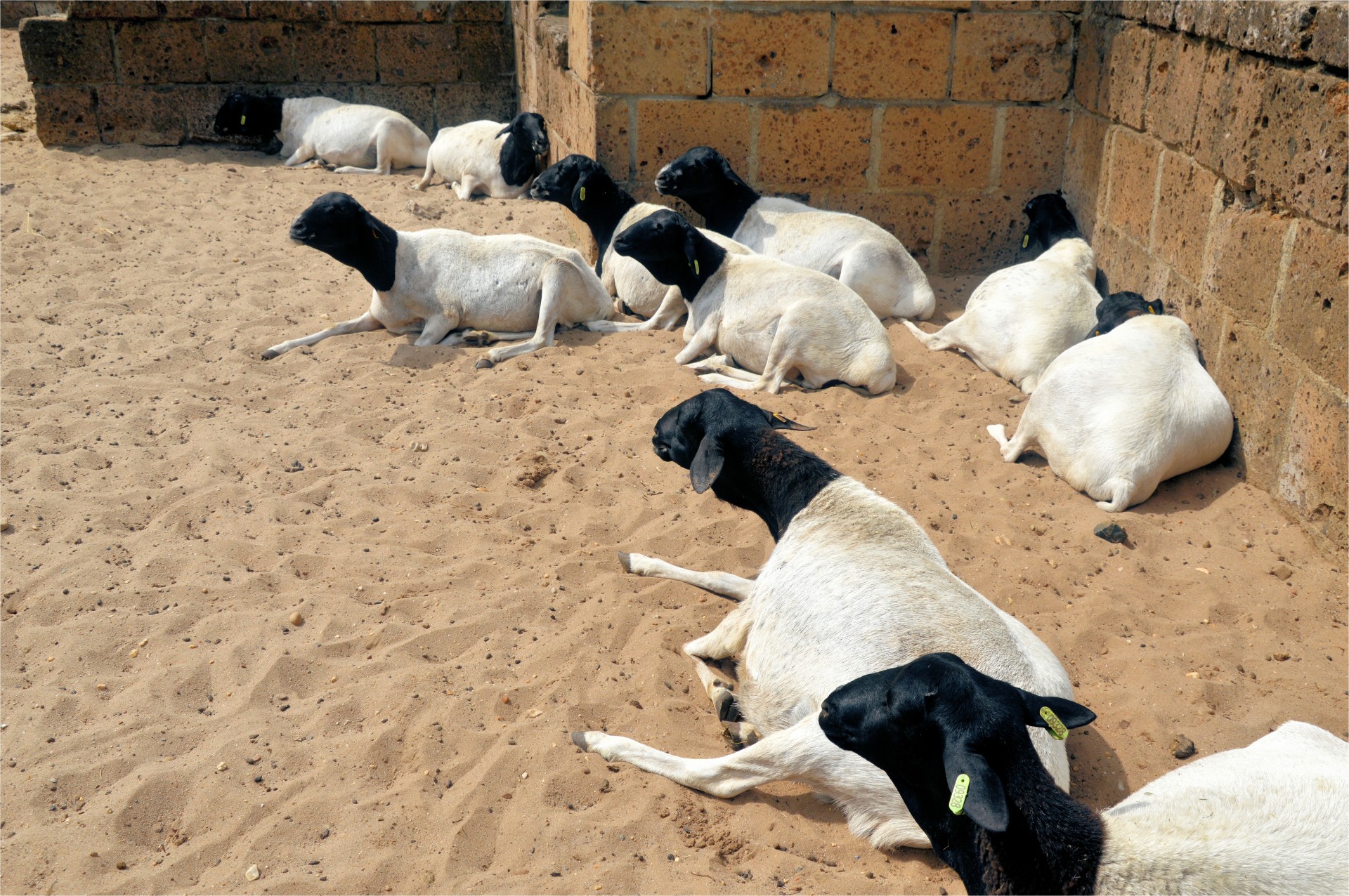 sheep farm cattle free photo