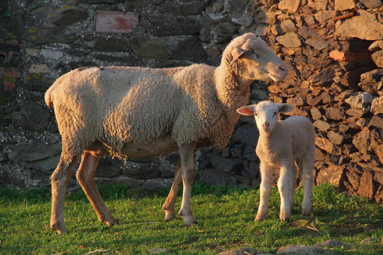 nature animal husbandry sheep free photo