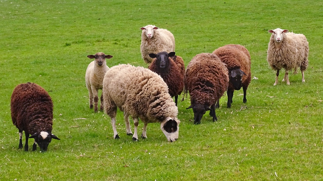 sheep flock of sheep flock free photo