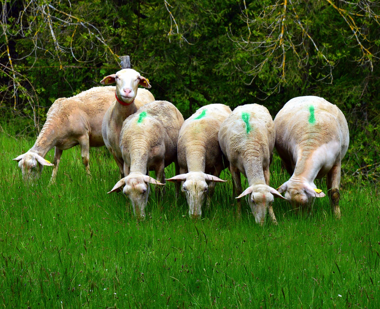 sheep herd free pictures free photo