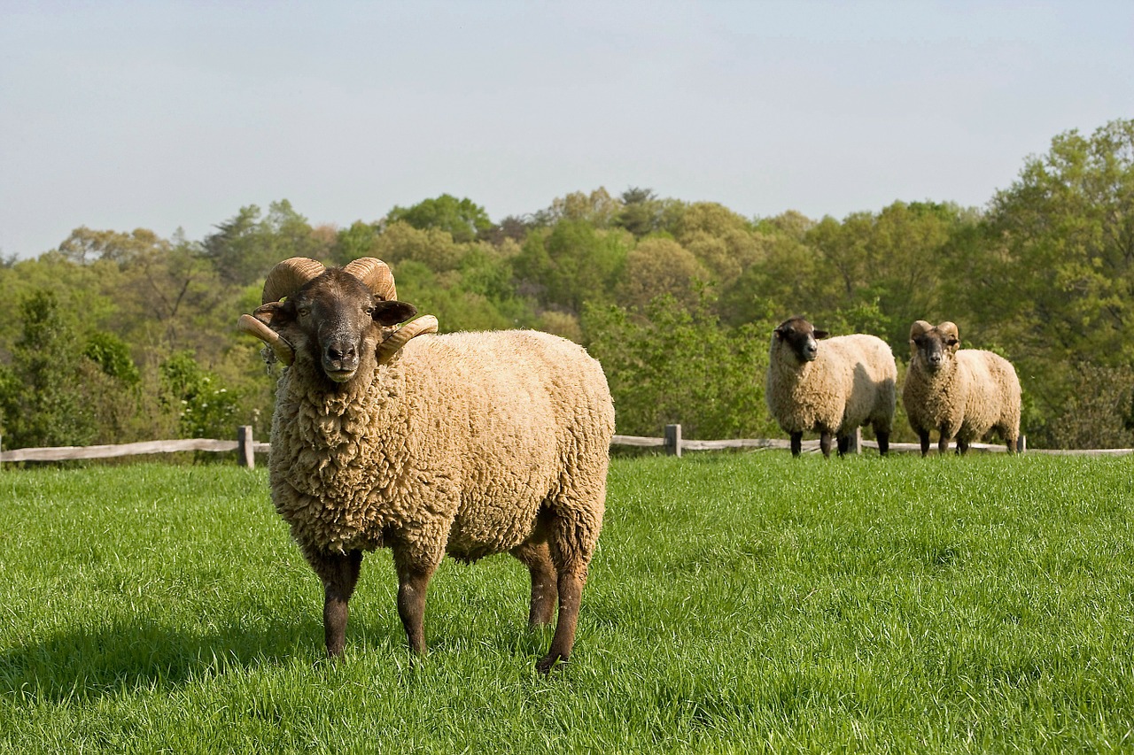 sheep farm rural free photo