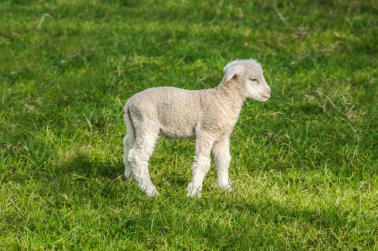 sheep chick farm free photo