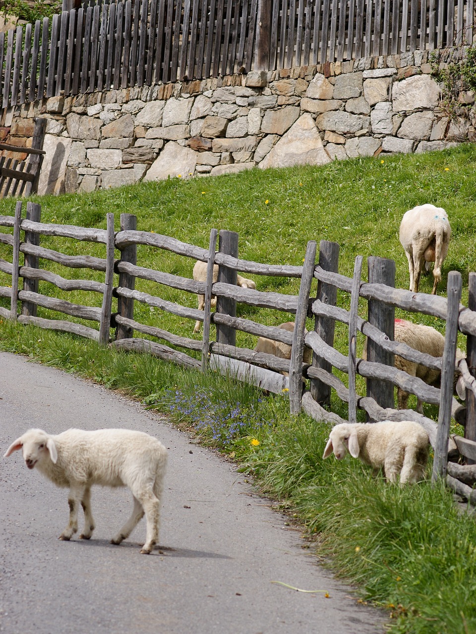 sheep lambs playful free photo