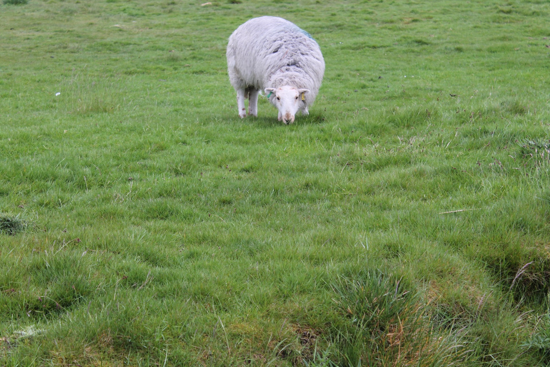 single sheep sheep field free photo