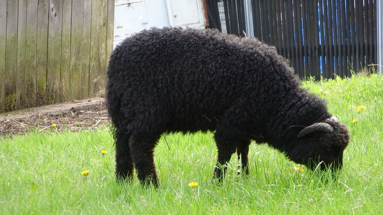 sheep animal pasture land free photo