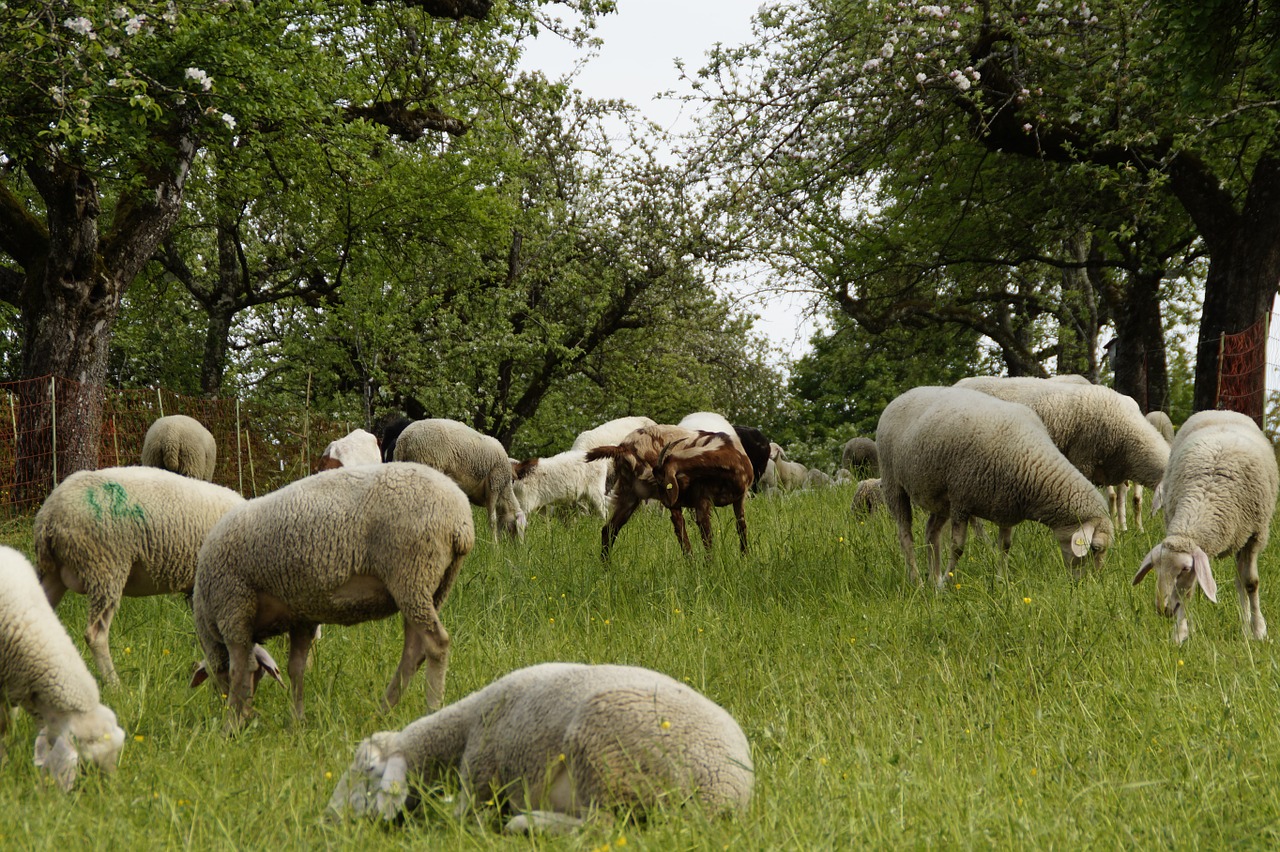 sheep sheep pasture orchards free photo