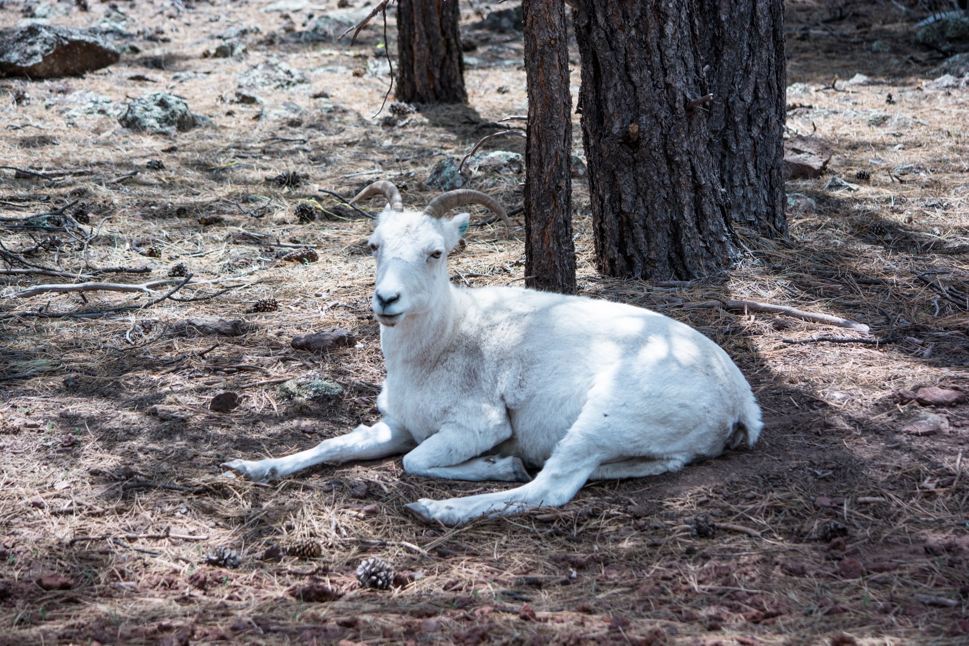 sheep animal mountains free photo