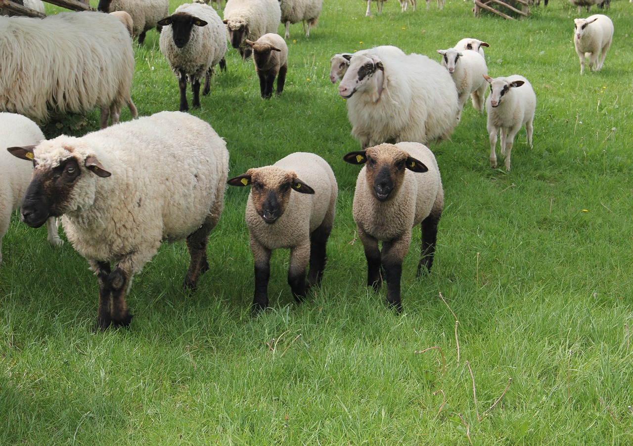 westphalian black head sheep sheep lambs free photo