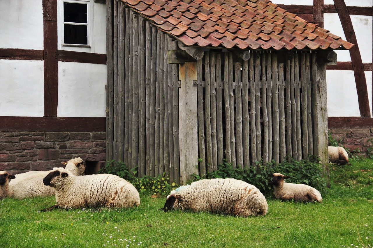 sheep sheep barn farm free photo