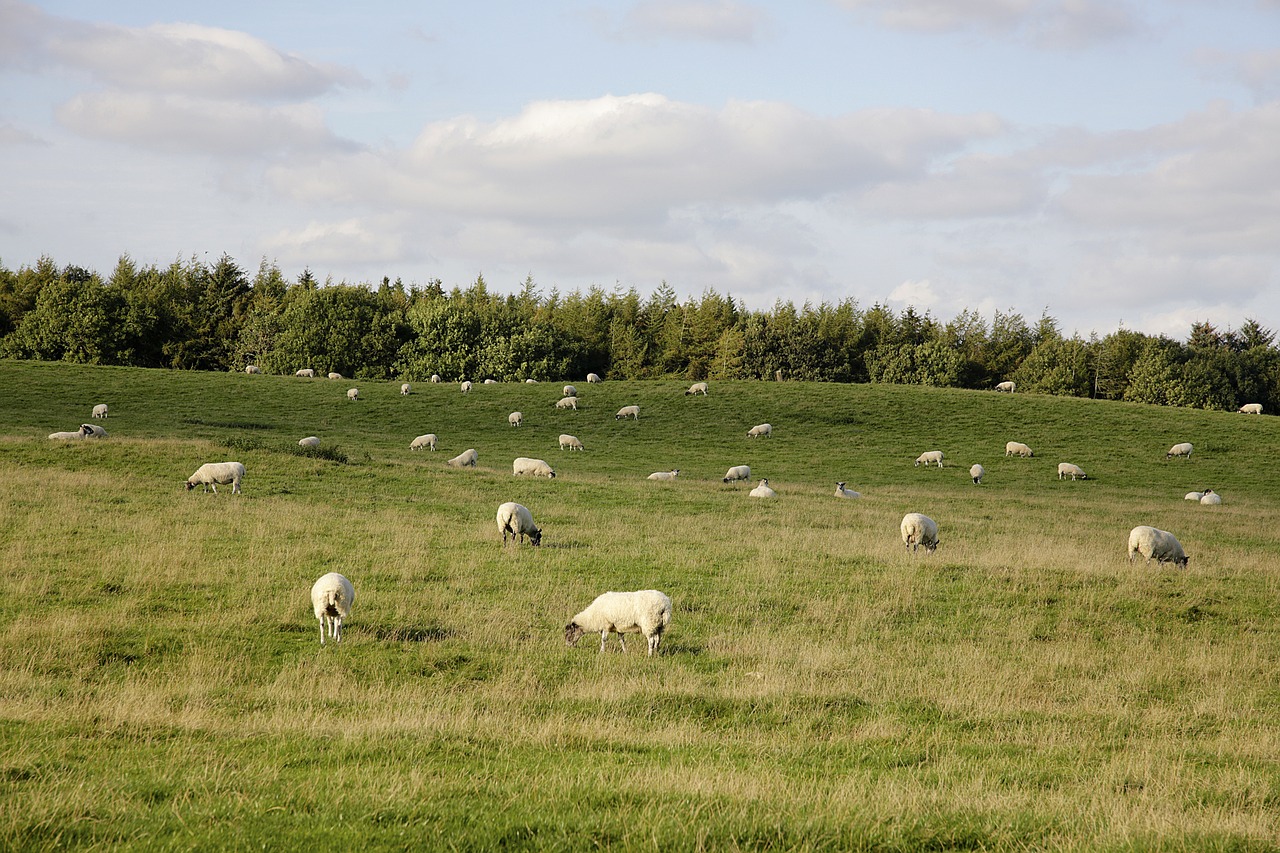 sheep grazing field free photo