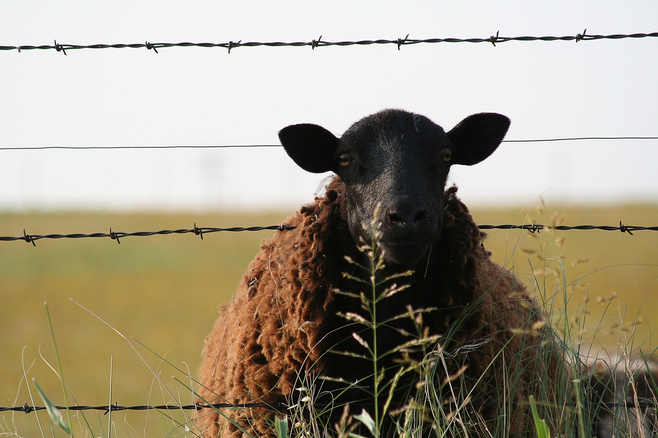 sheep fence animal free photo