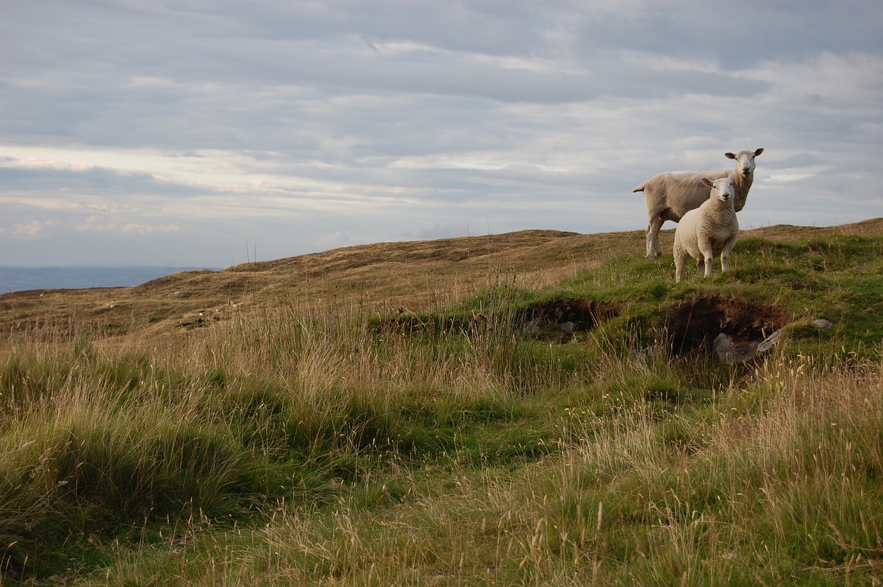 sheep hill nature free photo