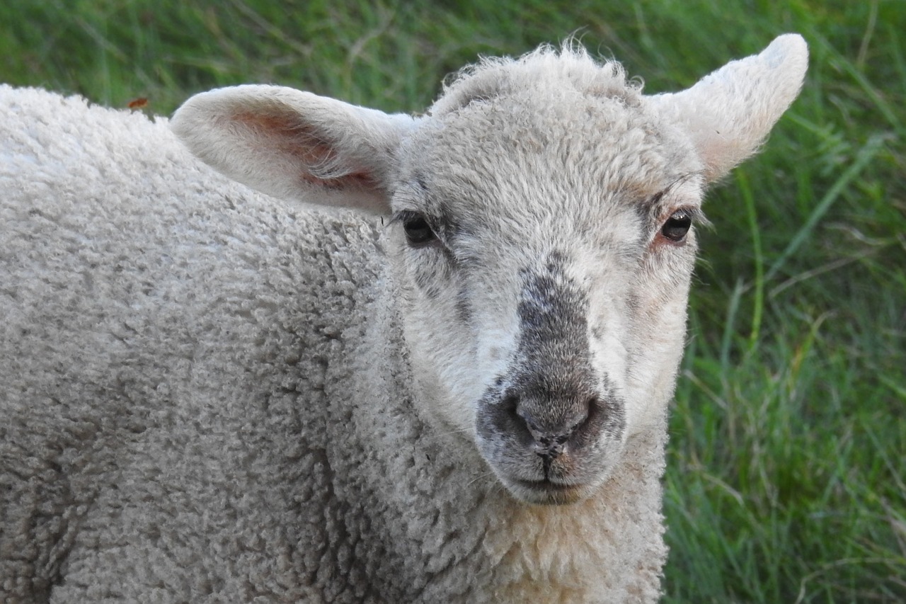 sheep lamb meadow free photo