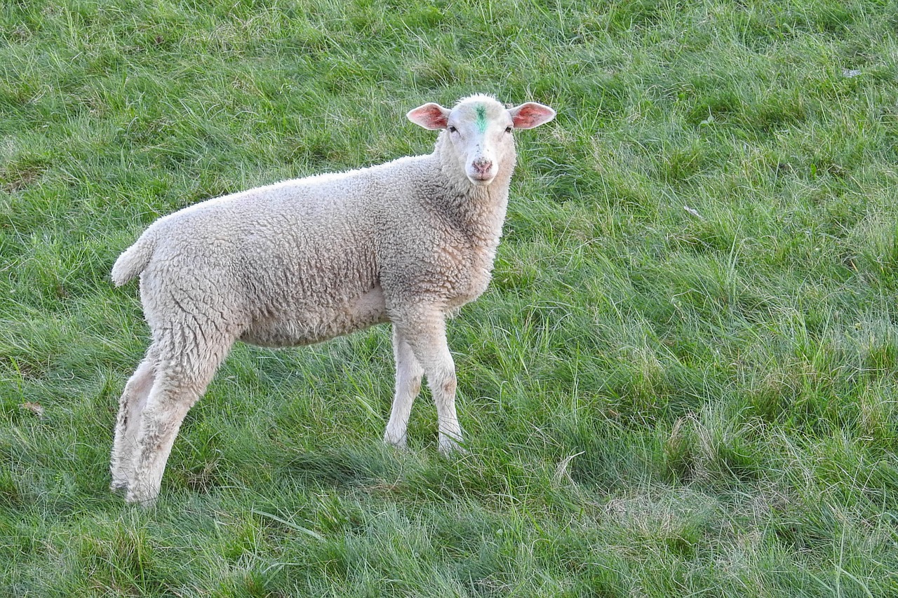 sheep lamb meadow free photo