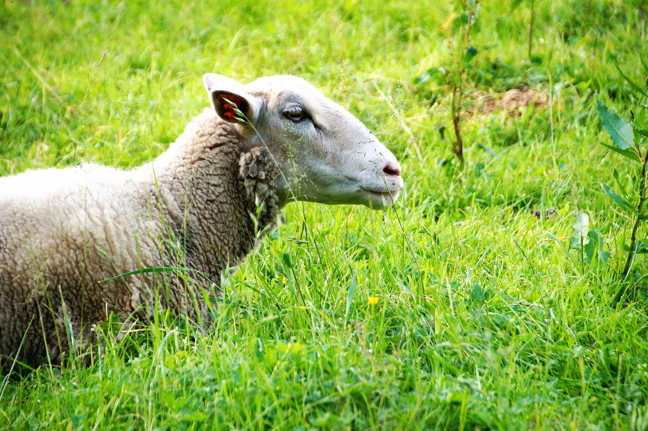 sheep animal home free photo