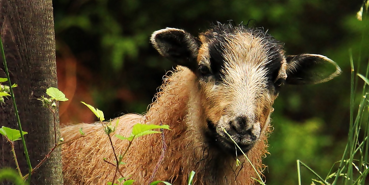 sheep young animal lamb free photo