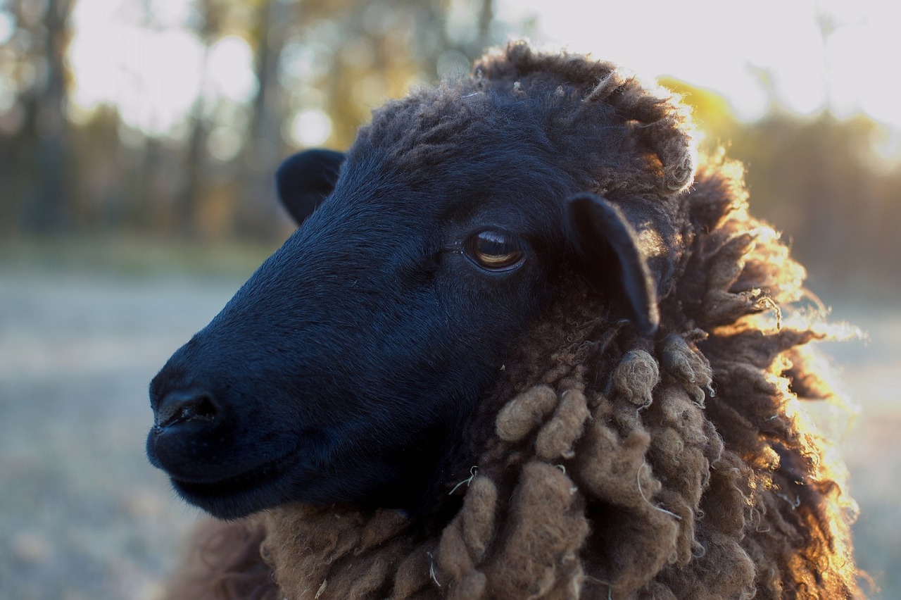 sheep black head free photo