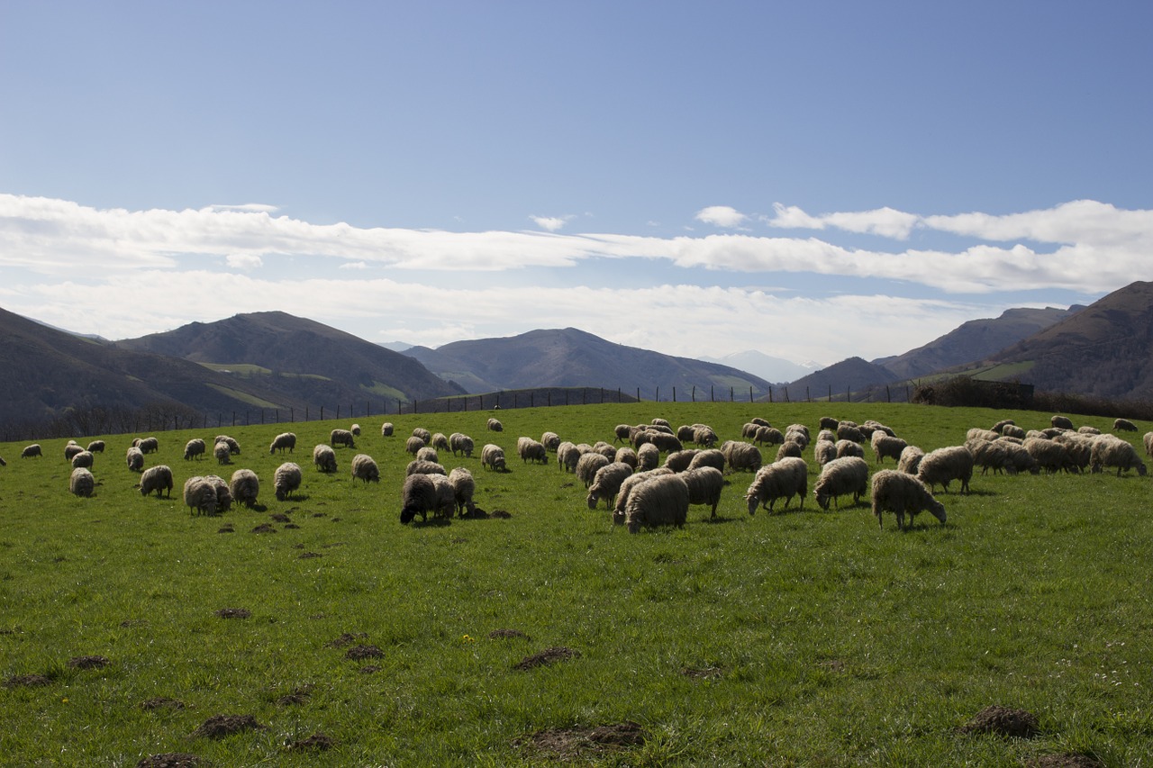 sheep basque country mountain free photo