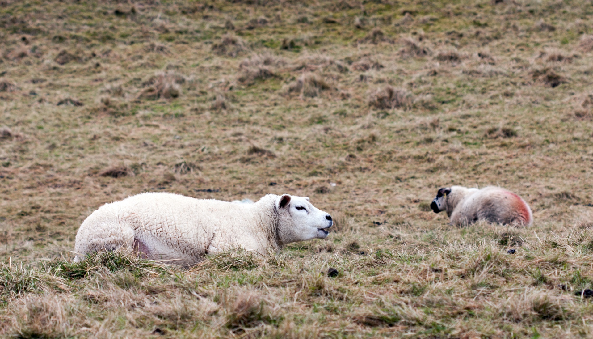 sheep animal field free photo