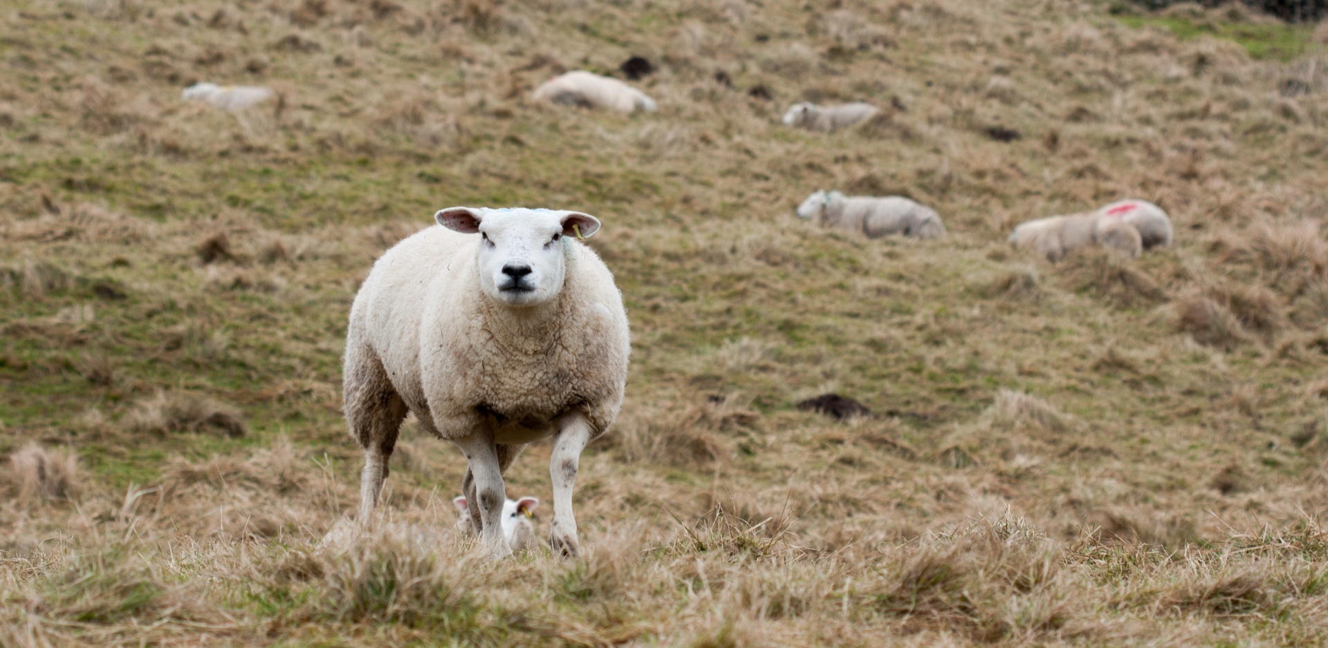 sheep animal cute free photo