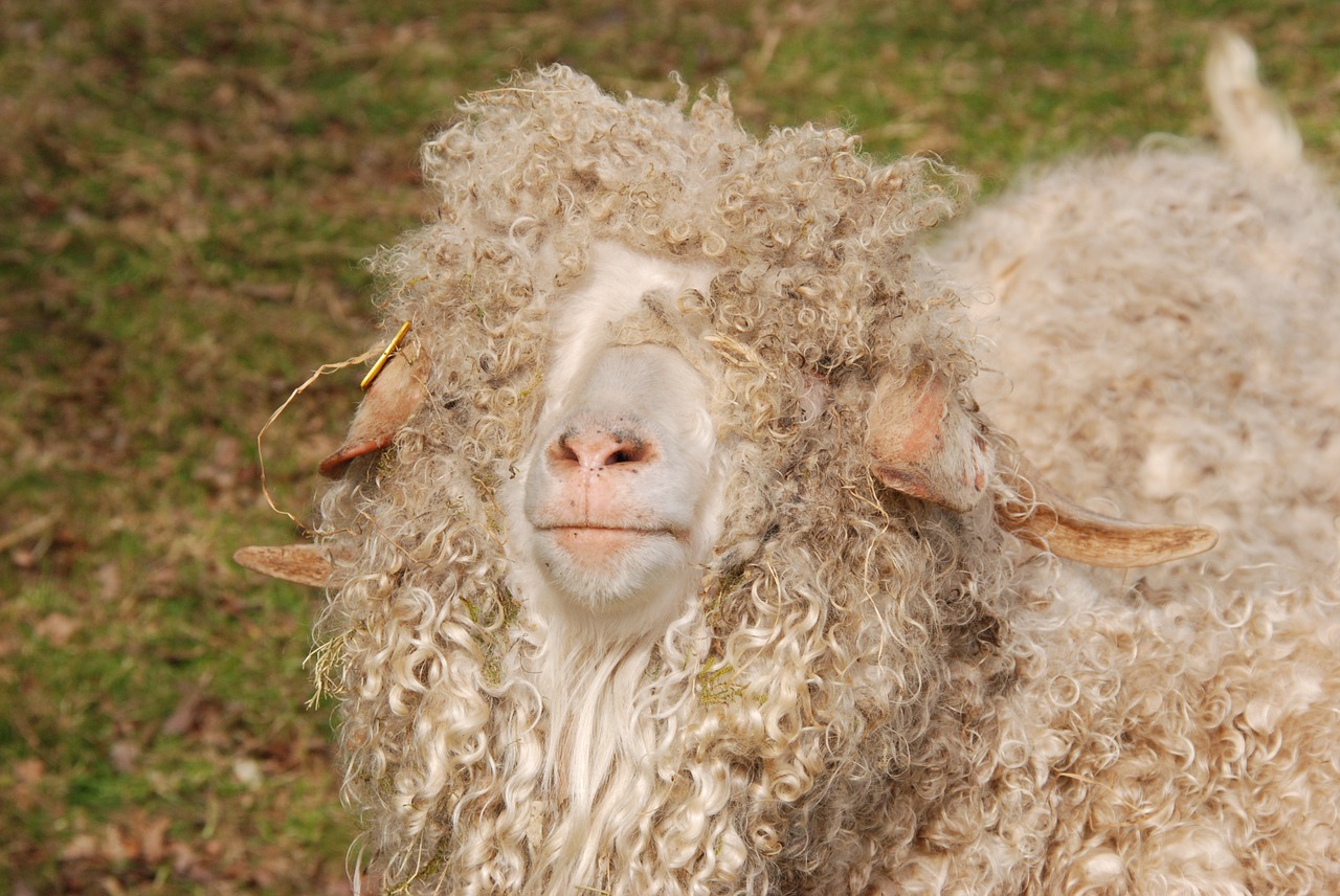 sheep wool curls free photo