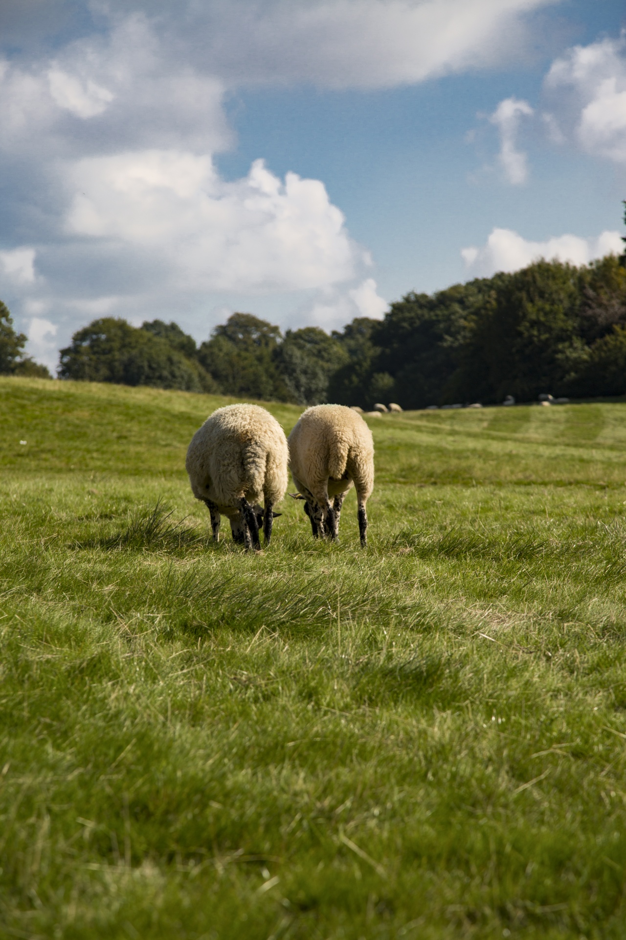 sheep farm farming free photo