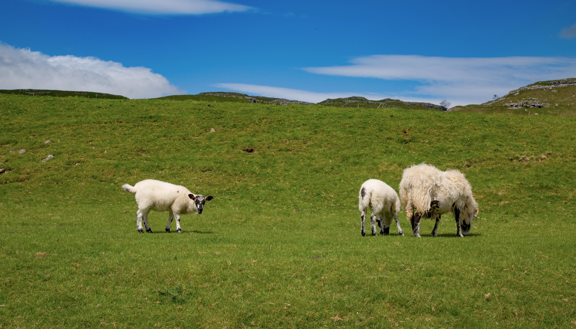 sheep farm farming free photo