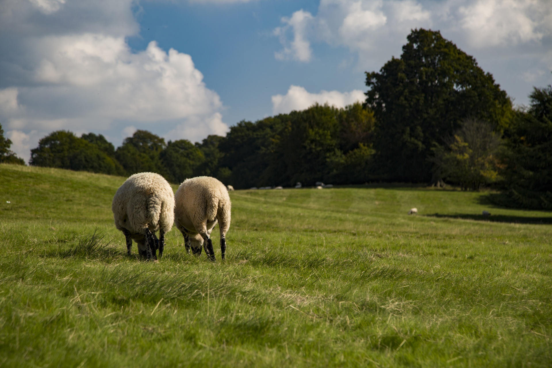 sheep farm farming free photo