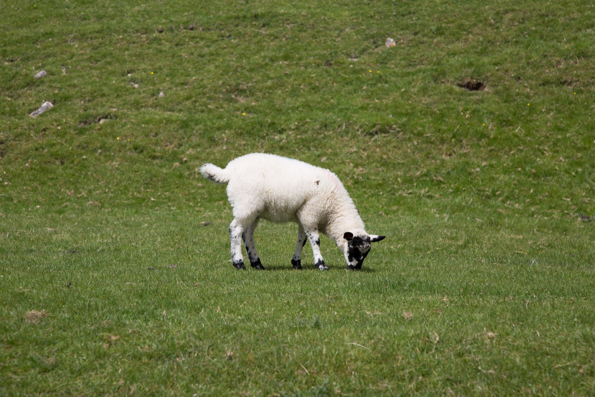 sheep farm farming free photo