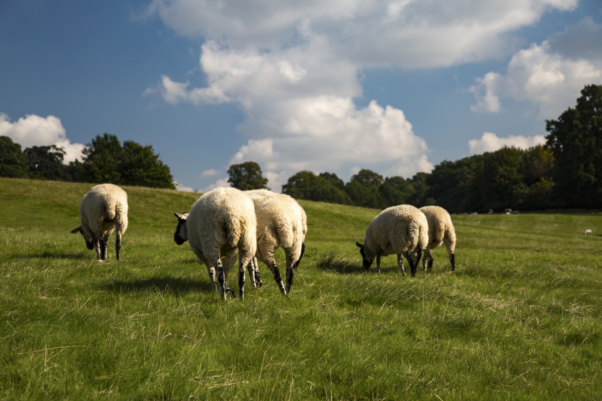 Farming group. Ферма овец. Фотообои овцы. Овцы на участке. Овцеводство ферма.