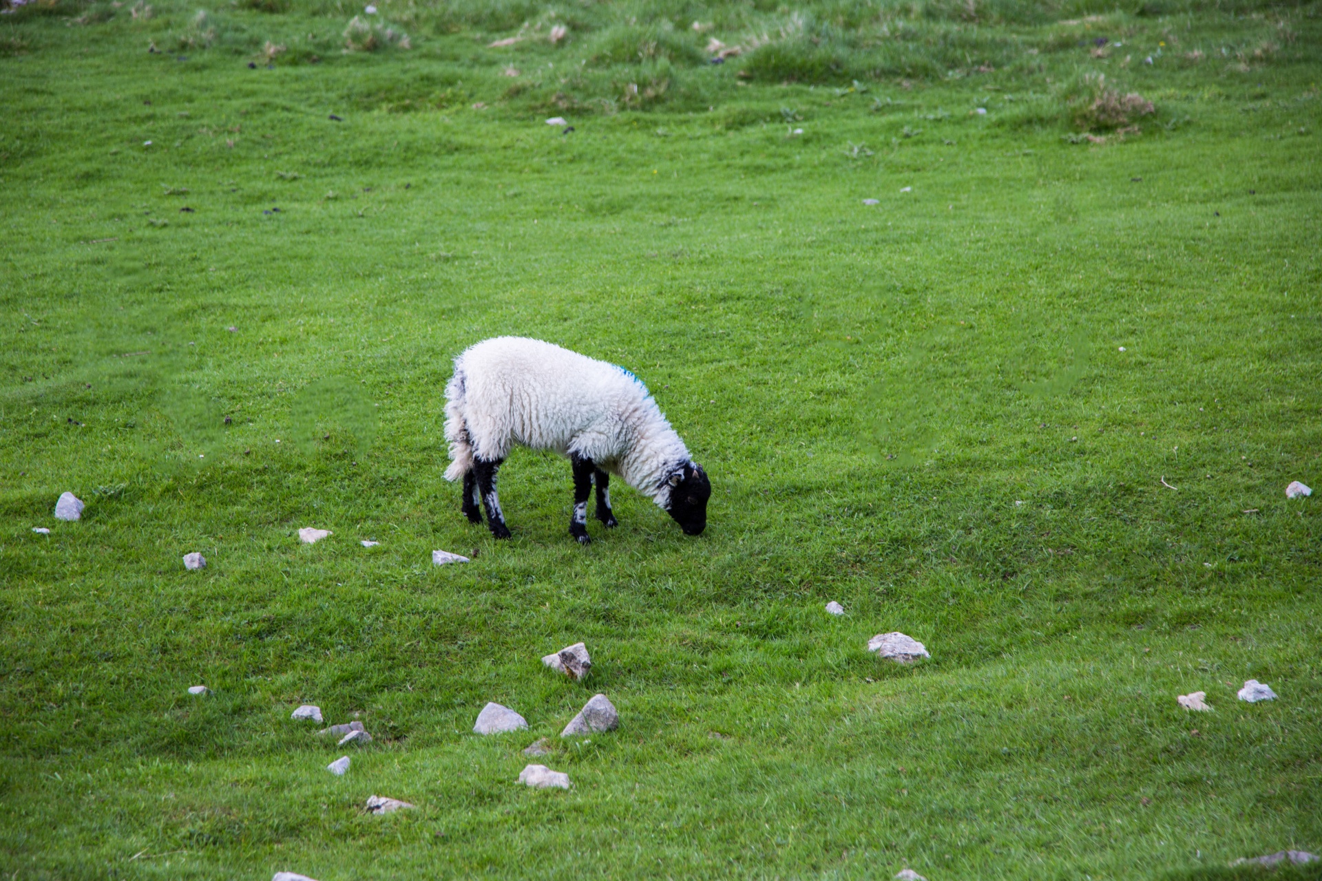 sheep farm farming free photo
