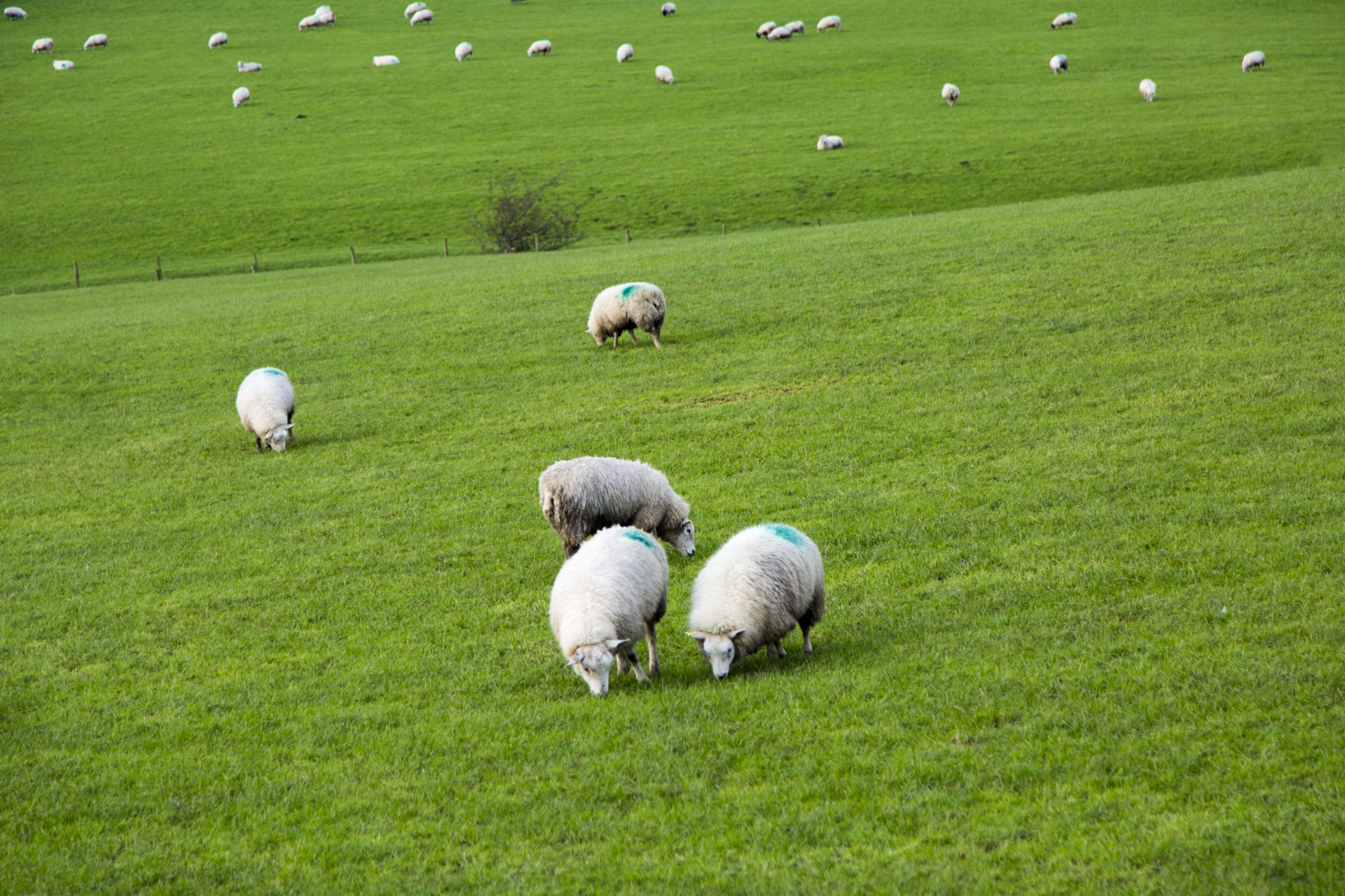 sheep farm farming free photo