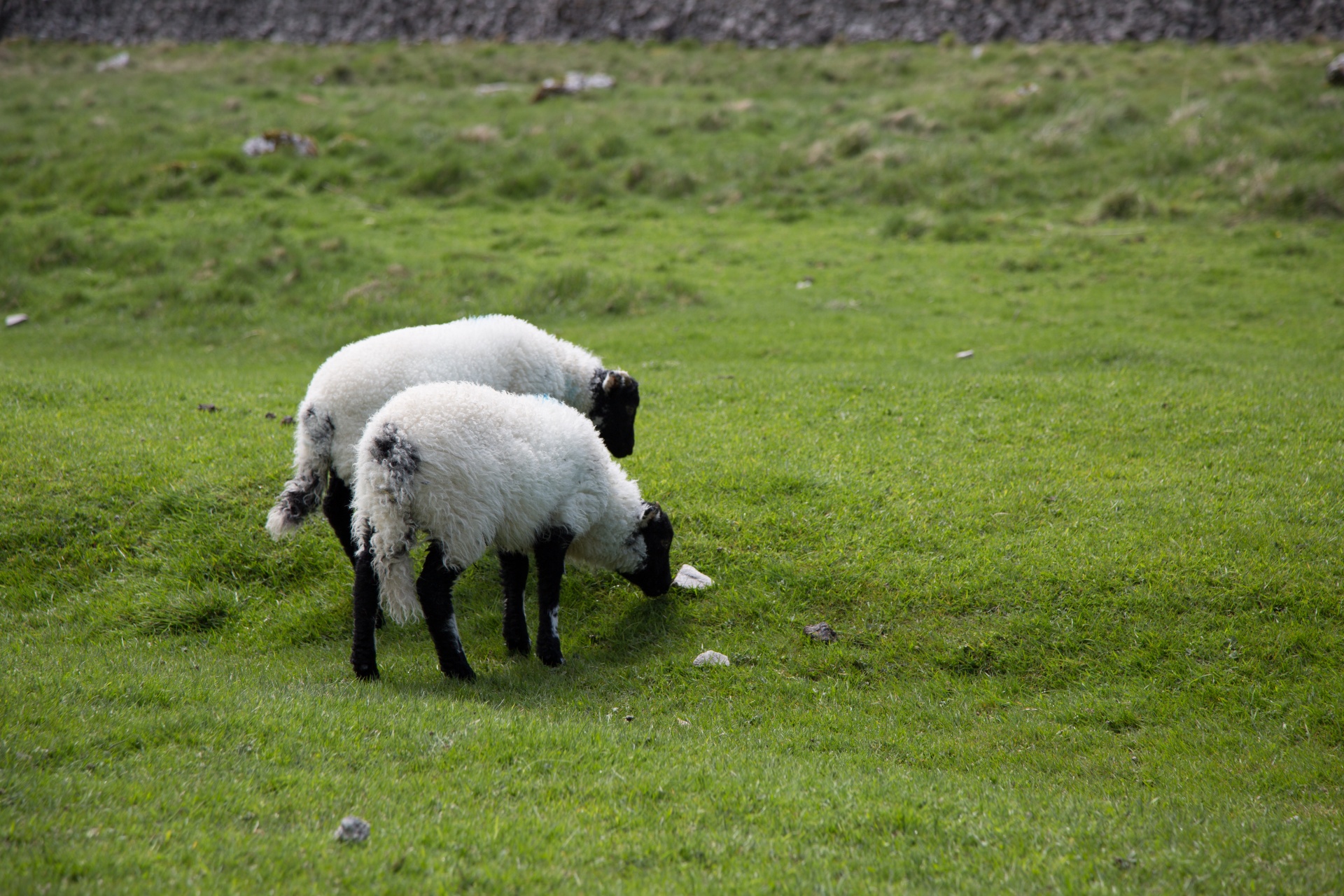 sheep farm farming free photo